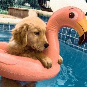 Meet your Posher, Amilee